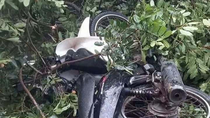 thanh nien di xe may bi cay xanh gay do de trung, tu vong hinh anh 1