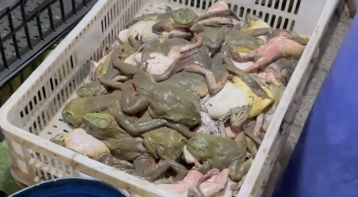 Số lượng lớn ếch bò có dư lượng thuốc kháng sinh và hóa chất gây ung thư, quái thai và đột biến gen vẫn được đưa ra thị trường tiêu thụ. (Ảnh: TP)