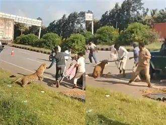 Báo dữ vồ ngã nhân viên kiểm lâm trên đường cao tốc khiến anh ta ngã xuống đất