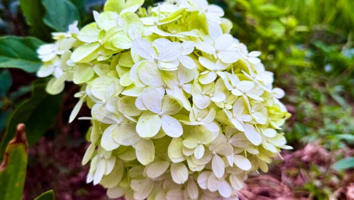 Điểm xuyết trong màu đỏ rực đó là nét trong trẻo của đóa cẩm tú cầu xanh bơ, vệt hoa tóc tiên hồng trải dài đón nắng.