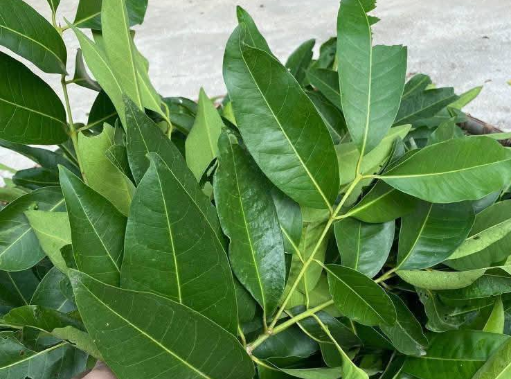 7 loại đồ uống quen thuộc, giá rẻ hỗ trợ giảm mỡ máu插图1