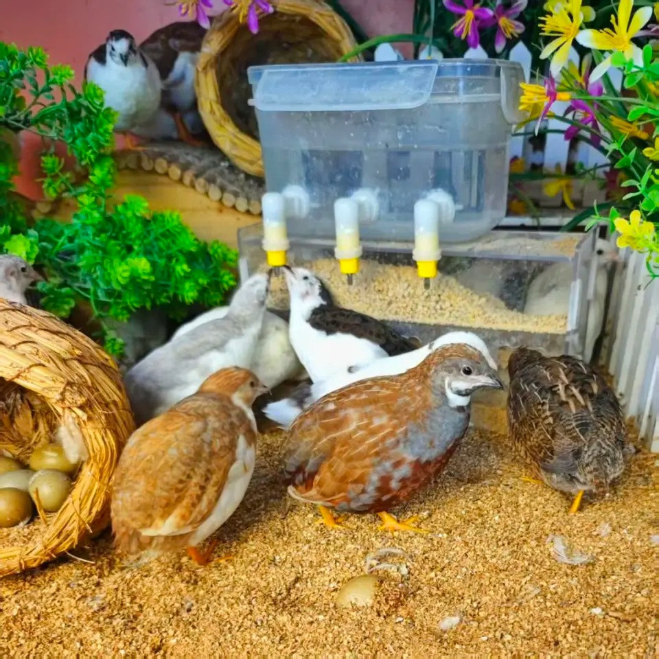 nuoi ga kiem tien ty anh.jpg