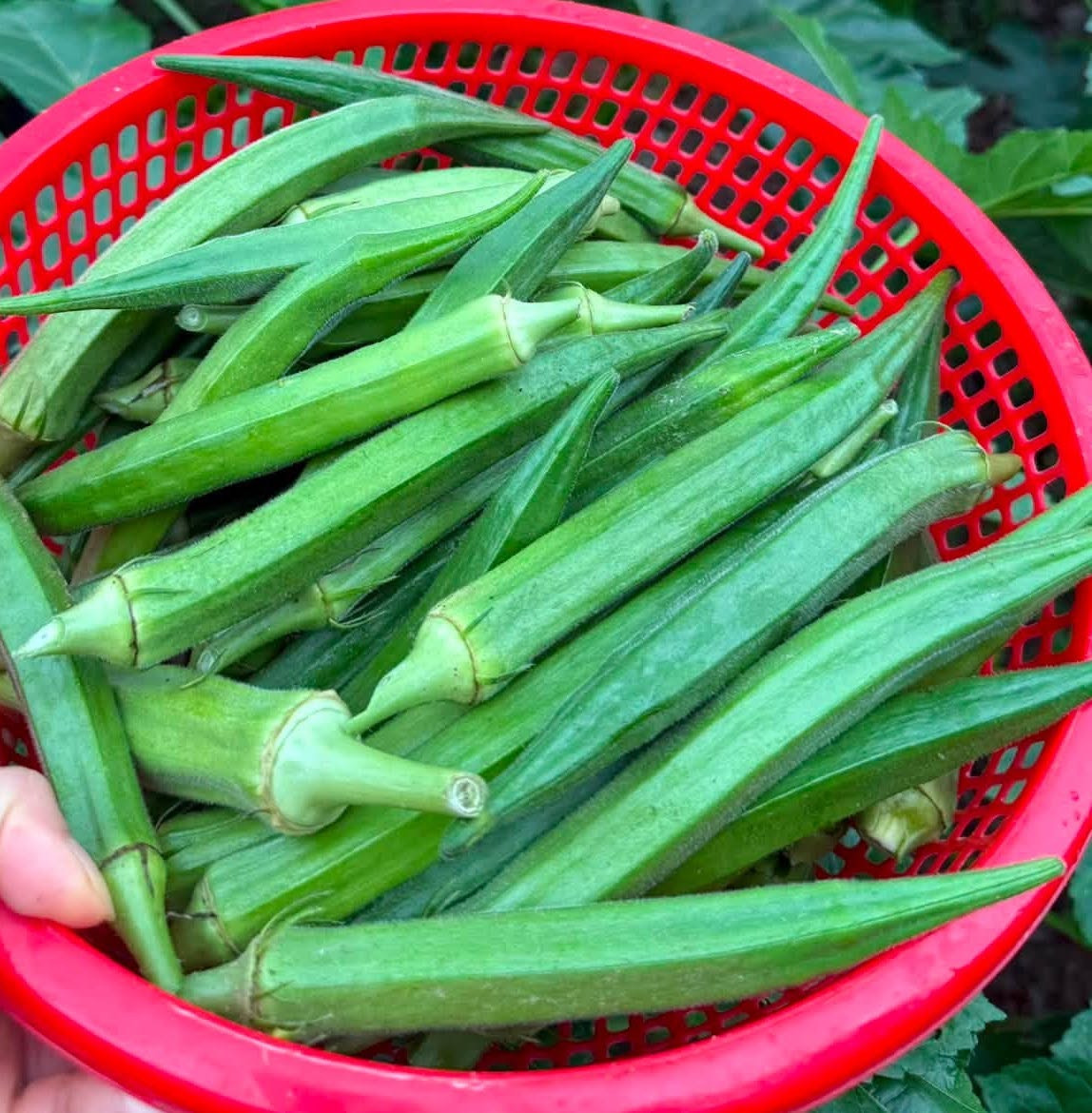 qua dau bap .jpg
